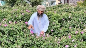 عُماني يقود ابتكارا تقنيا لإنتاج ماء الورد في الجبل الأخضر عُماني يقود ابتكارا تقنيا لإنتاج ماء الورد في الجبل الأخضر