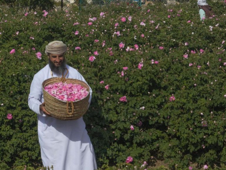 عماني يقود ثورة تقنية لإنتاج ماء الورد بالجبل الأخضر